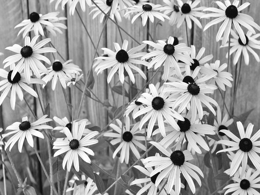 Black-Eyed Susans Growing Along A Fence. Photograph by Digital Photographic Arts