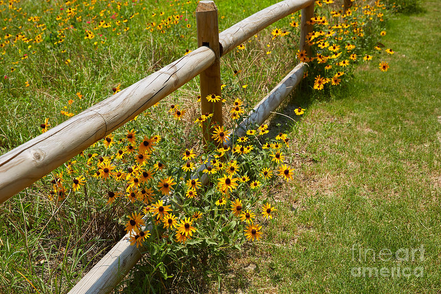 Flower Photograph - Black Eyed Susans in a Wildflower Meadow by Louise Heusinkveld