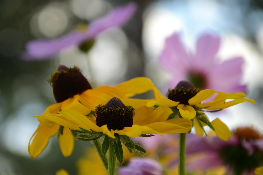 Black-Eyed Susans in Focus Photograph by Greni Graph