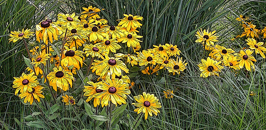 Black-Eyed Susans in the Grass 2 Photograph by Rob Huntley