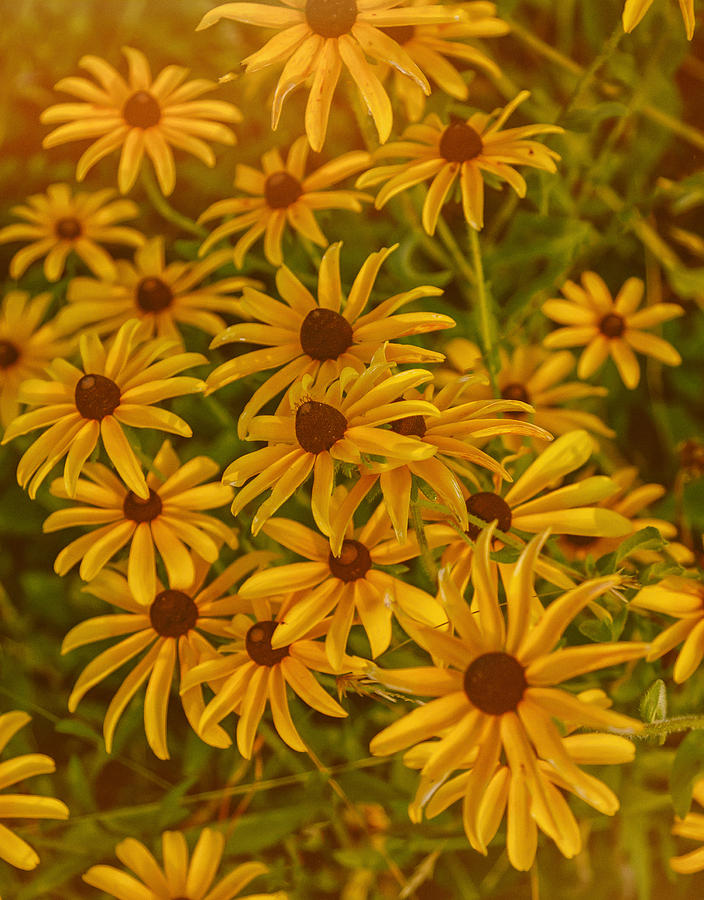 Black Eyed Susans Photograph by Jared Perry 
