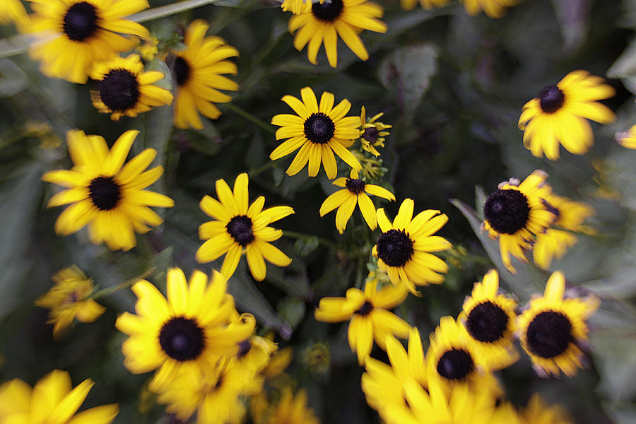 Black Eyed Susans Photograph by Jean Macaluso