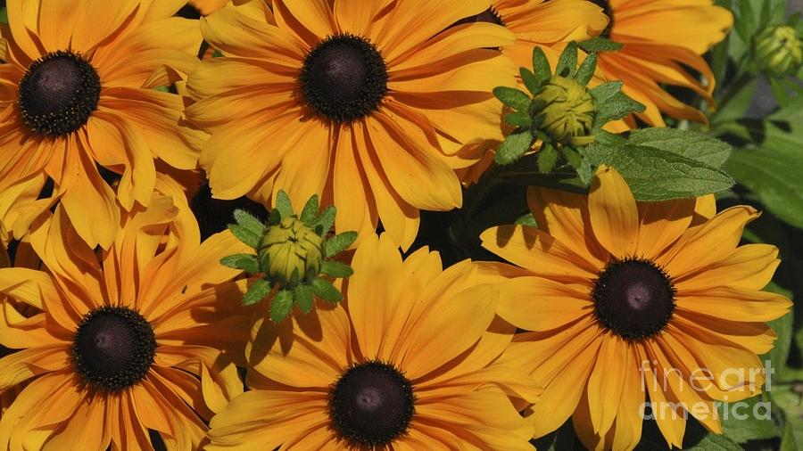 Flower Photograph - Black Eyed Susans by Jim Hennessey
