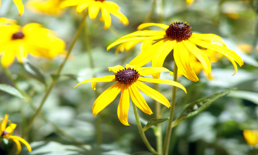 Black Eyed Susans Photograph by Keith Thomson