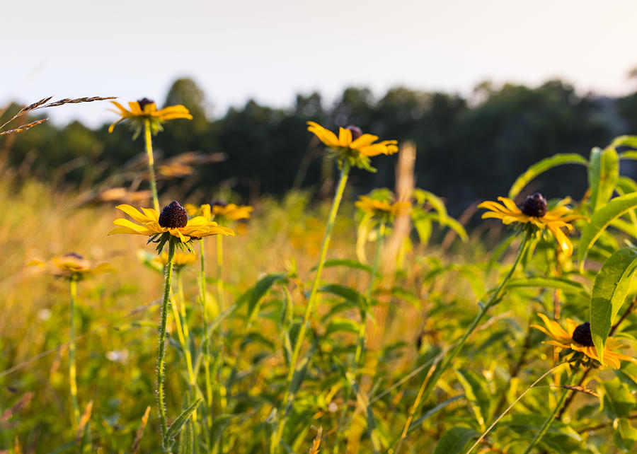 Cuyahoga Valley National Park Photograph - Black Eyed Susans  by Tim Fitzwater