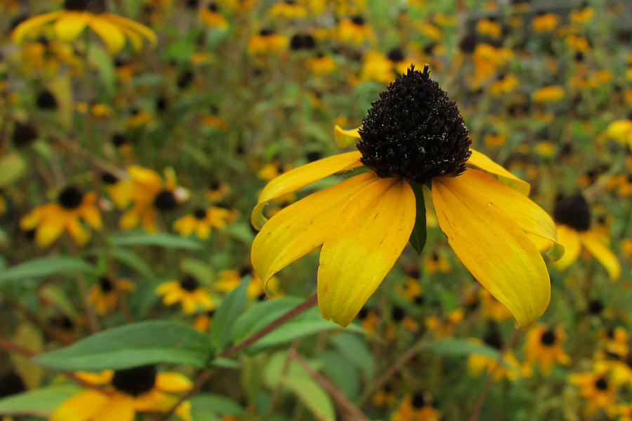 Black-Eyed Susie Photograph by Cathy Cooley