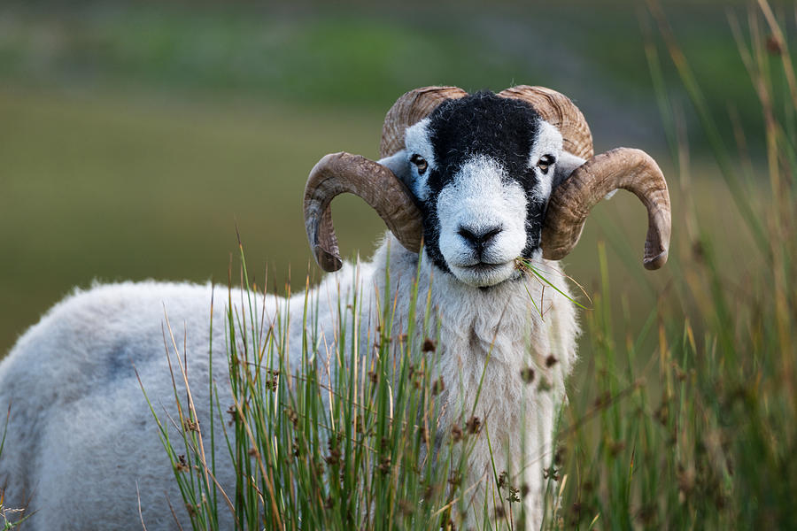 Black face Sheep Photograph by Aumphotography