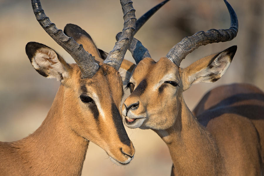 Black Faced Impalas Aepyceros Melampus Photograph By Panoramic Images   Black Faced Impalas Aepyceros Melampus Panoramic Images 