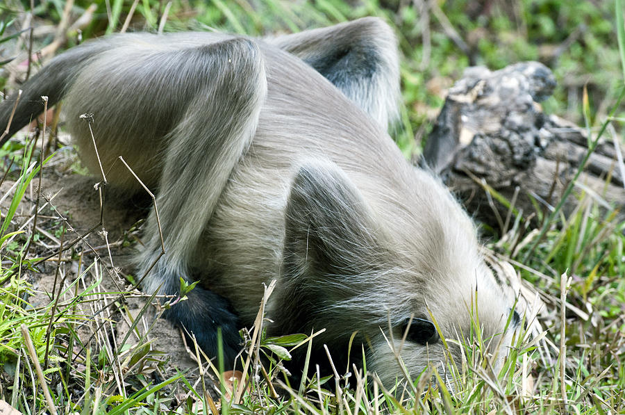 Black-faced Langur Monkey Drinking Photograph by William H. Mullins