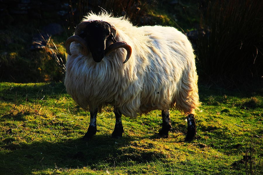 Black Faced Mountain Sheep Photograph by Aidan Moran