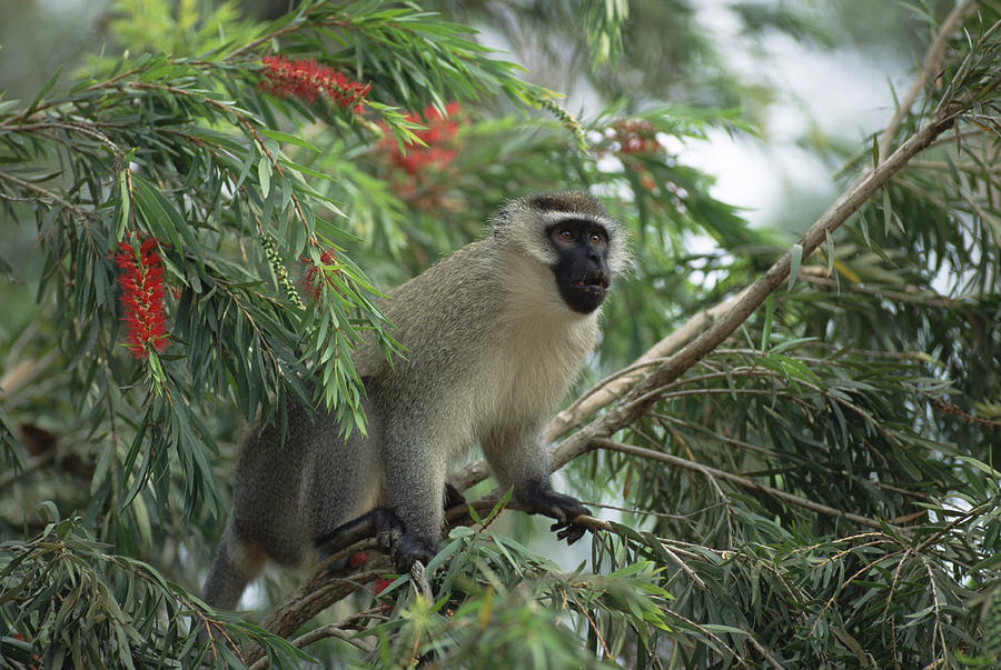 Black-faced Vervet Monkey East Africa Photograph by Konrad Wothe