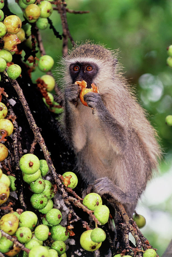 Black Faced Vervet Monkey Photograph By Tony Camacho Science Photo   Black Faced Vervet Monkey Tony Camachoscience Photo Library 