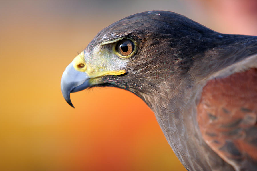 Black Falcon Photograph by LdF