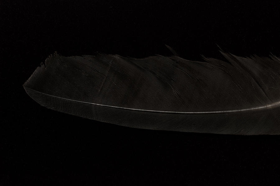 Black Feather Photograph by Stoney Stone