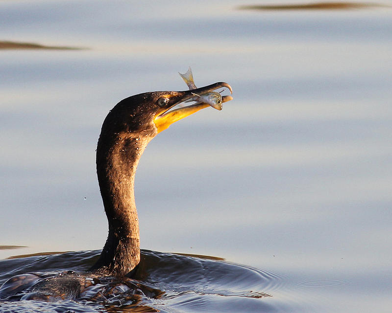 Black Fisher Photograph By Andrew W Hu - Fine Art America