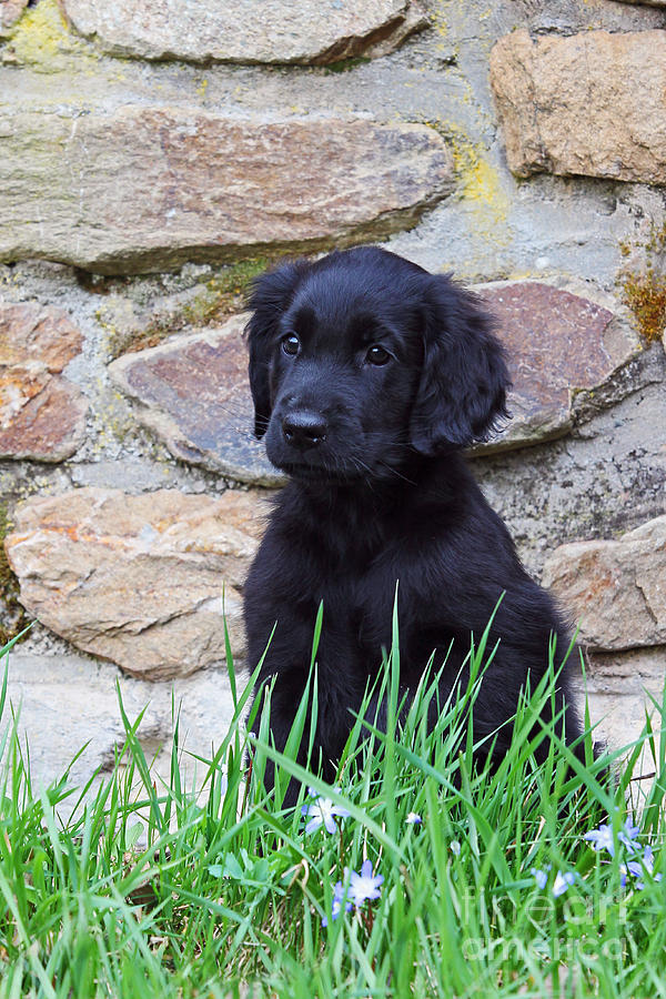 Black Flat Coated Retriever Puppy Photograph by Dog Photos