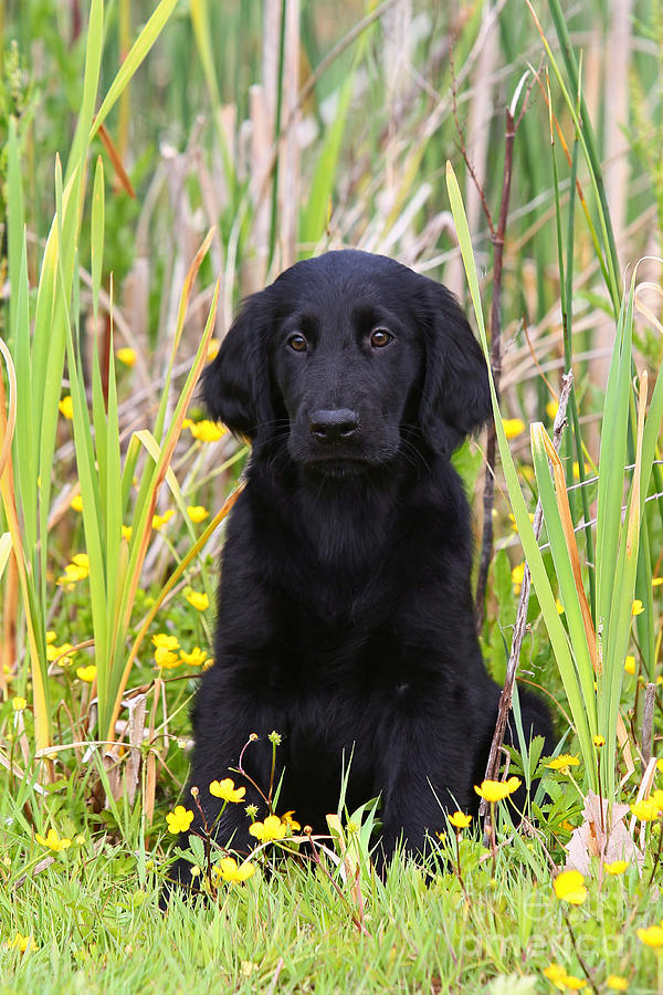 Black Flat Coated Retriever puppy sitting in reed