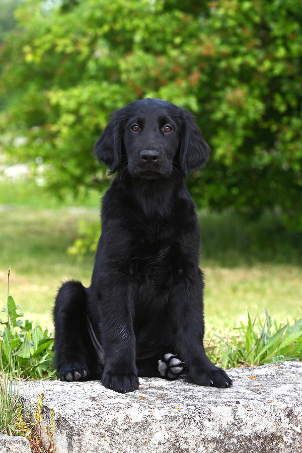 Black Flat Coated Retriever puppy sitting on a stone