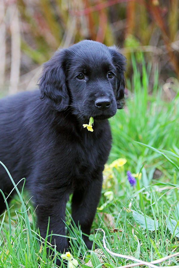 Black Flat Coated Retriever puppy with yellow blossom