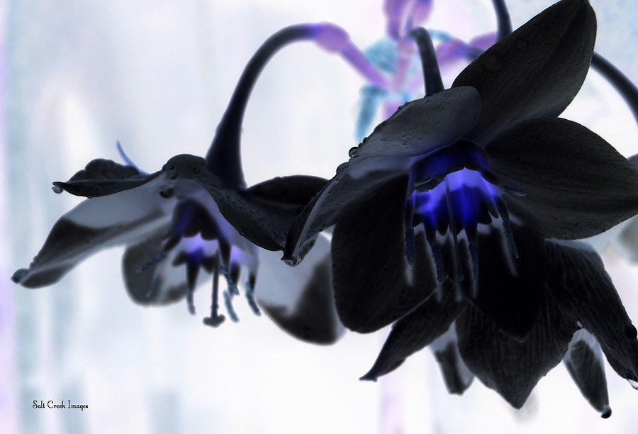 Flowers Still Life Photograph - Black Flower by Cecily Vermote