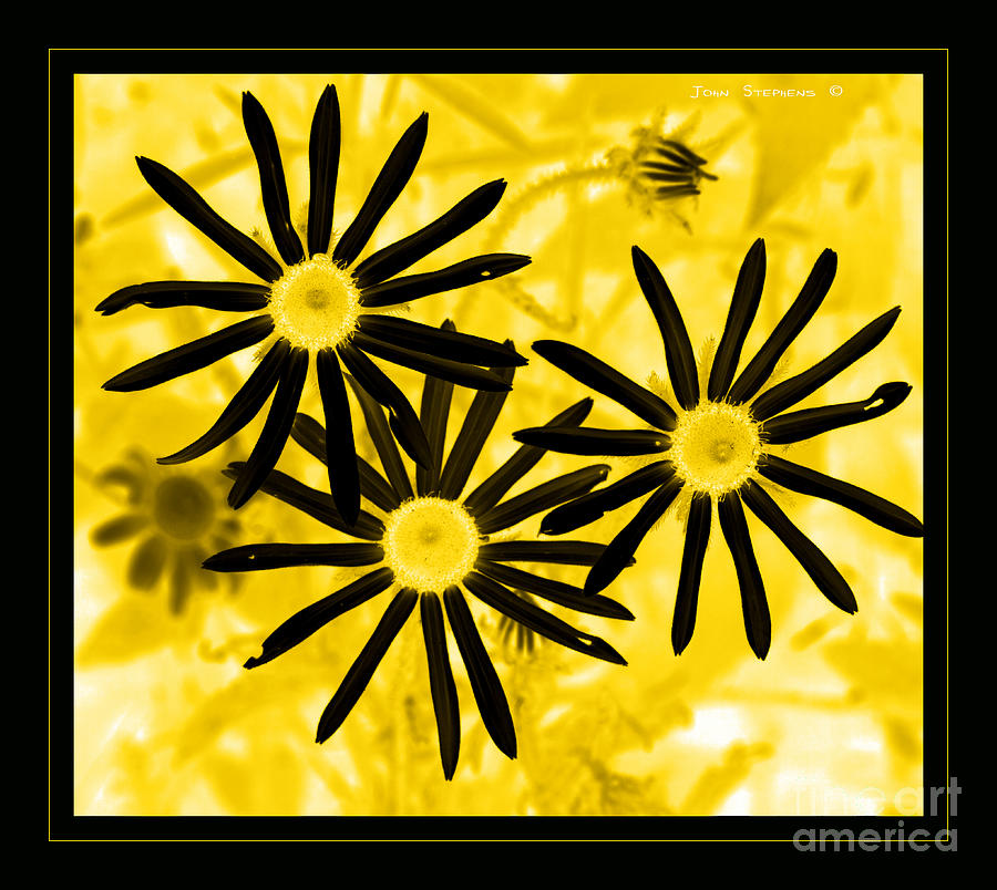 Floral - Black And Yellow Photograph by Lone Palm Studio