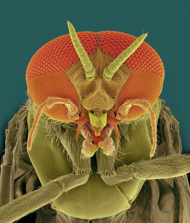 Buffalo Photograph - Black Fly Adult Male Head by Dennis Kunkel Microscopy/science Photo Library