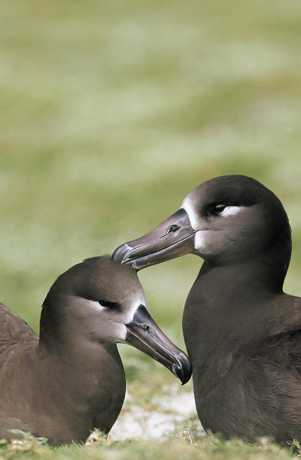 Black-footed Albatross Pair Bondingl Photograph by Tui De Roy