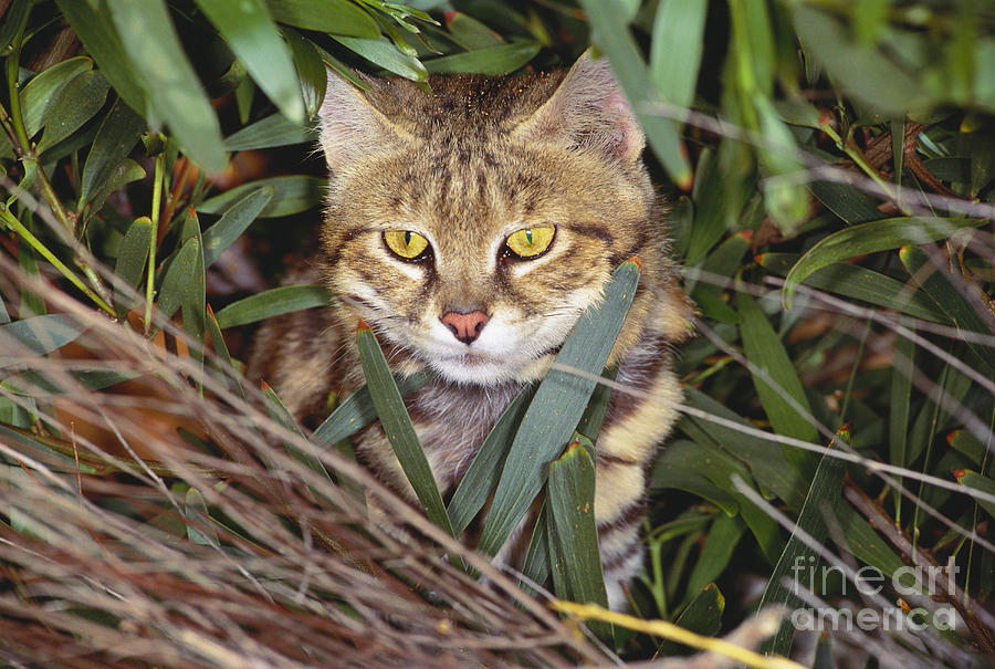Black Footed Cat Photograph by Art Wolfe