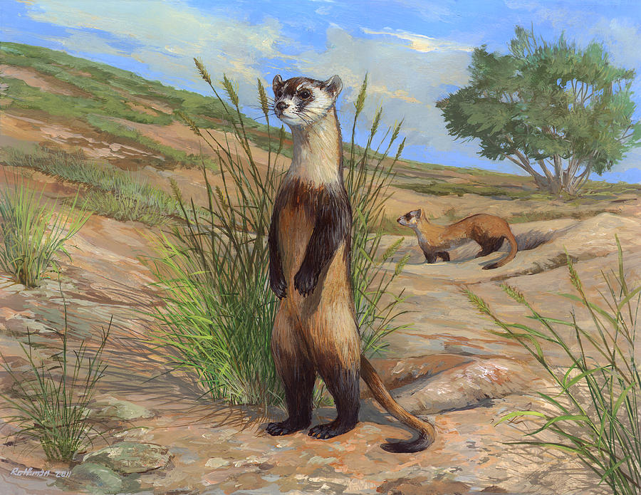 Wildlife Painting - Black-footed Ferret by ACE Coinage painting by Michael Rothman
