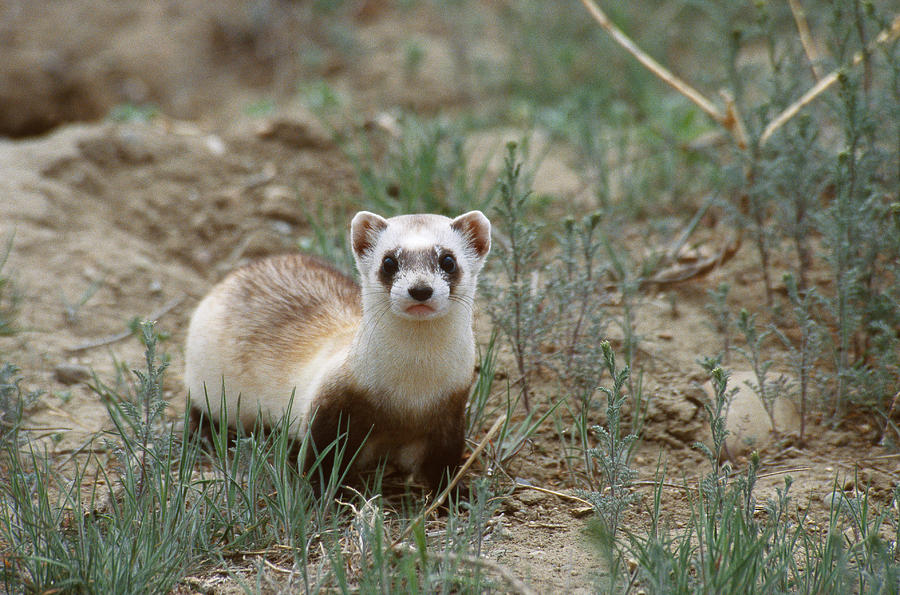 Mammal Photograph - Black-footed Ferret by Thomas And Pat Leeson