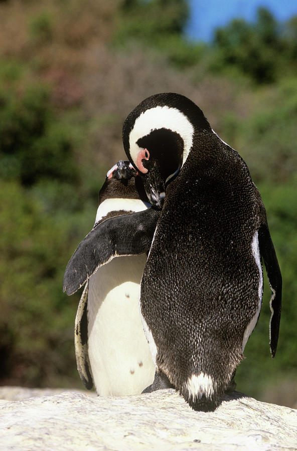 Black Footed Penguins Grooming Photograph By Tony Camacho Science Photo