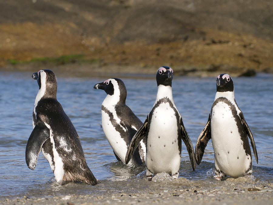 Black-footed Penguins On Beach Cape Photograph by Alexander Koenders