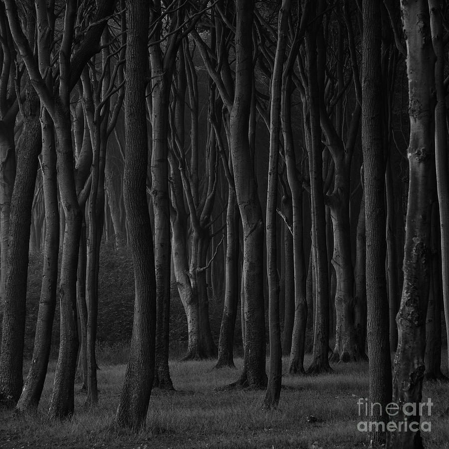 Black Forest Photograph by Heiko Koehrer-Wagner