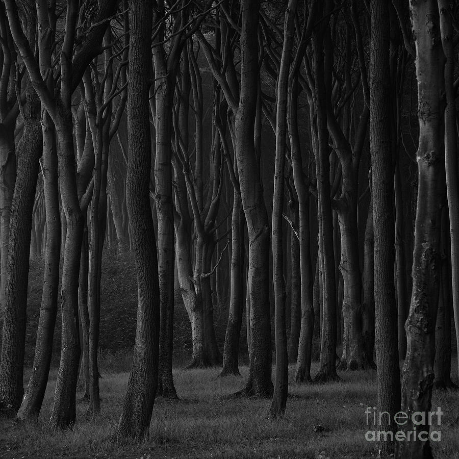 woods wallpaper of Photograph Black Heiko Koehrer Forest by Wagner