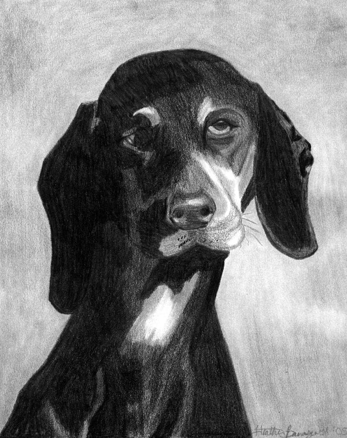 Black Forest Hound Dog Portrait Drawing by Olde Time Mercantile