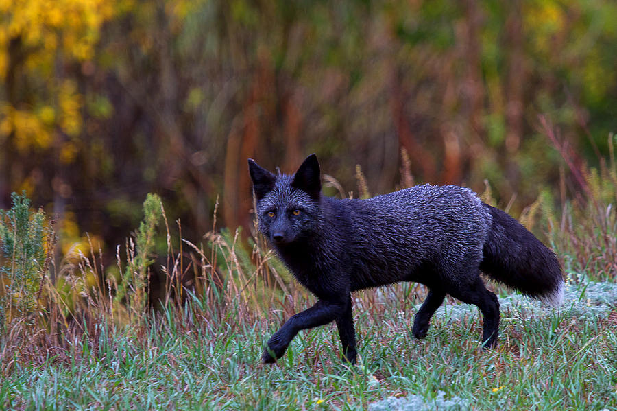 Black Fox Hunting Photograph by Jim Garrison