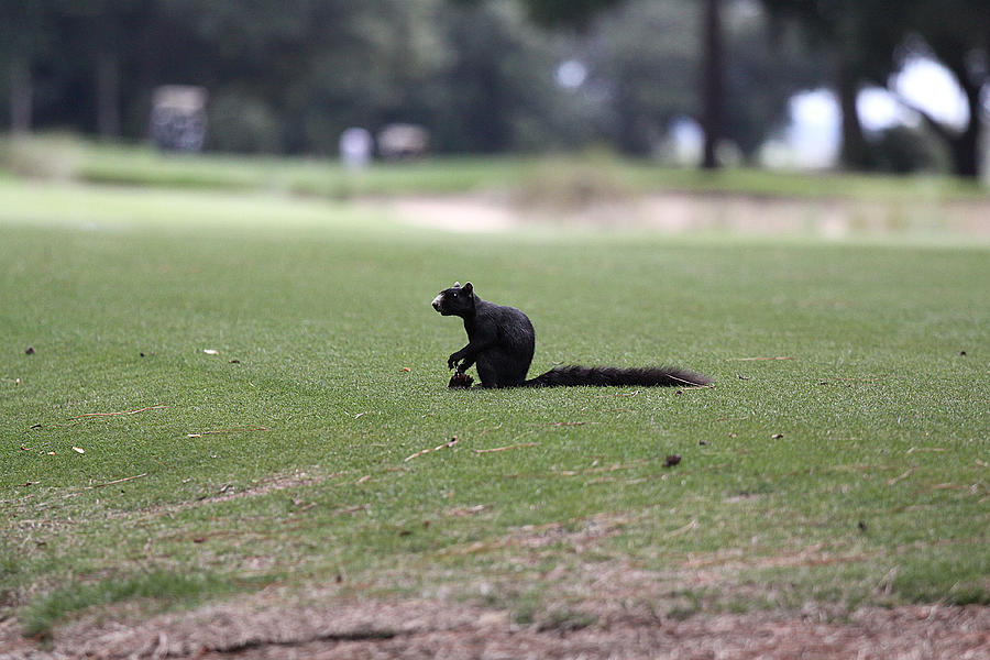 Black Fox Squirrel Photograph