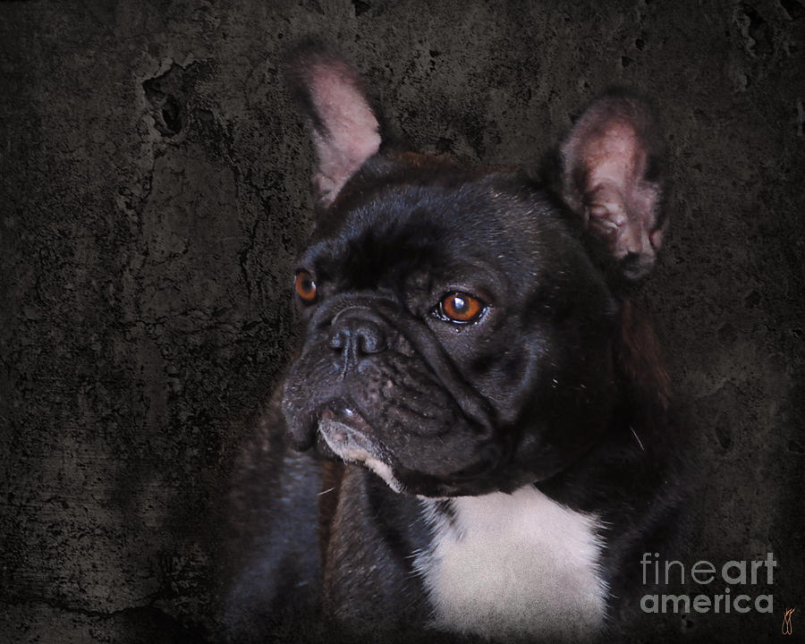 black french bulldog soft toy