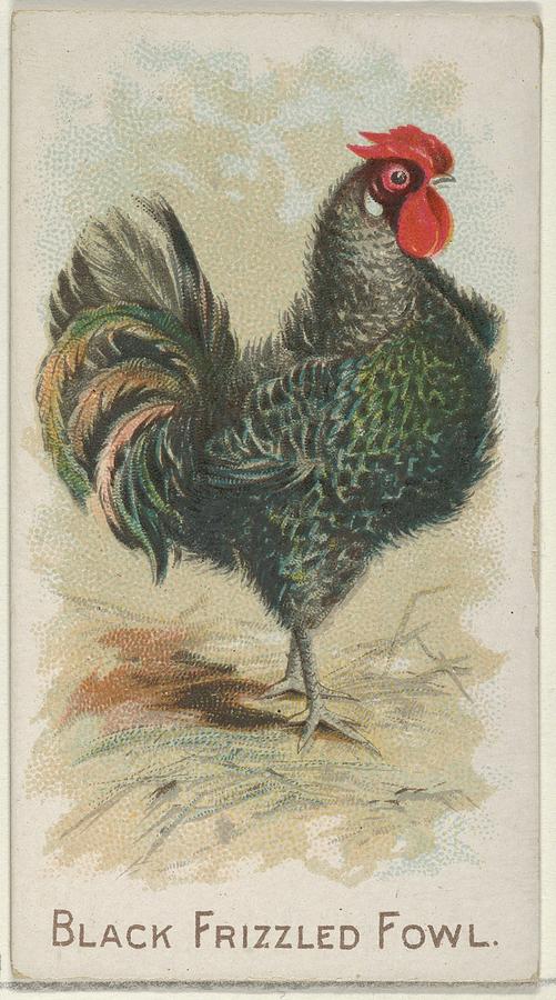 Lithographs Drawing - Black Frizzled Fowl, From The Prize by Allen & Ginter