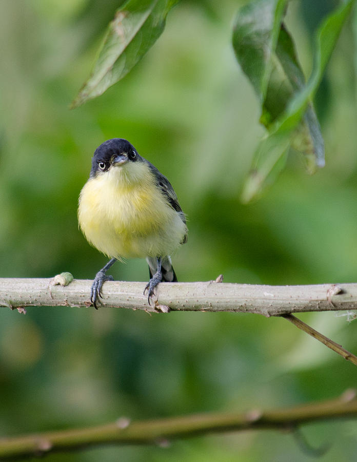 Black-Fronted Tody-Flycatcher Photograph by Joab Souza