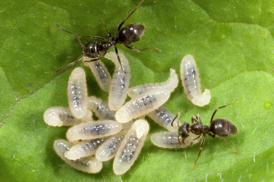 Ant Photograph - Black Garden Ants Carrying Larvae by Nigel Downer