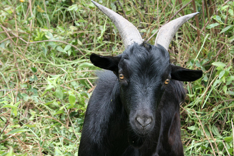 goats hamm animals