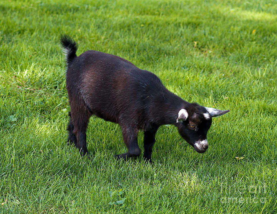 Black Goat Photograph