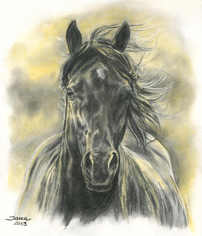 Horse Drawing - Black Gold by Jana Goode