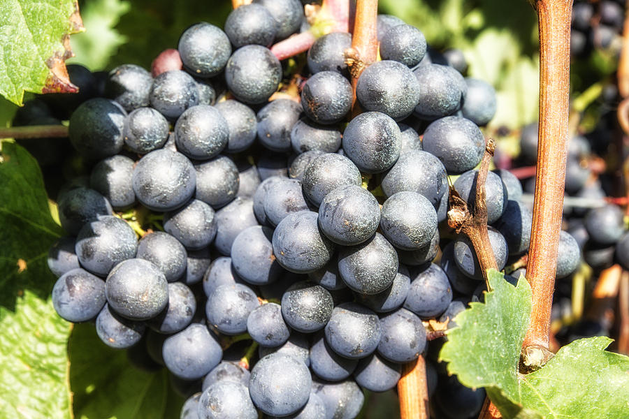 Black Grapes Photograph by Georgia Clare