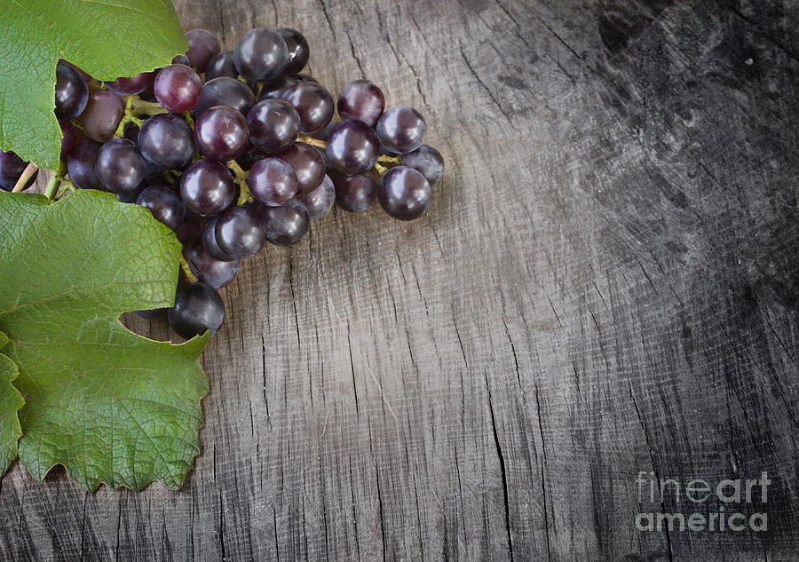 Fall Photograph - Black grapes by Mythja Photography
