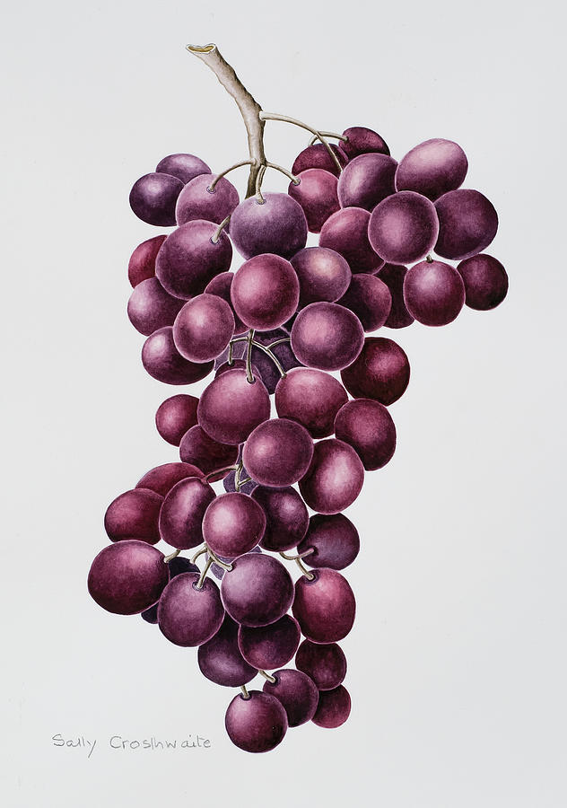 Grape Painting - Black Grapes by Sally Crosthwaite