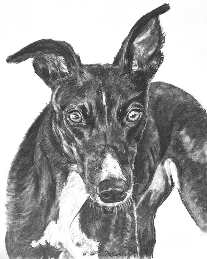 Nature Drawing - Black Greyhound Sketch by Kate Sumners