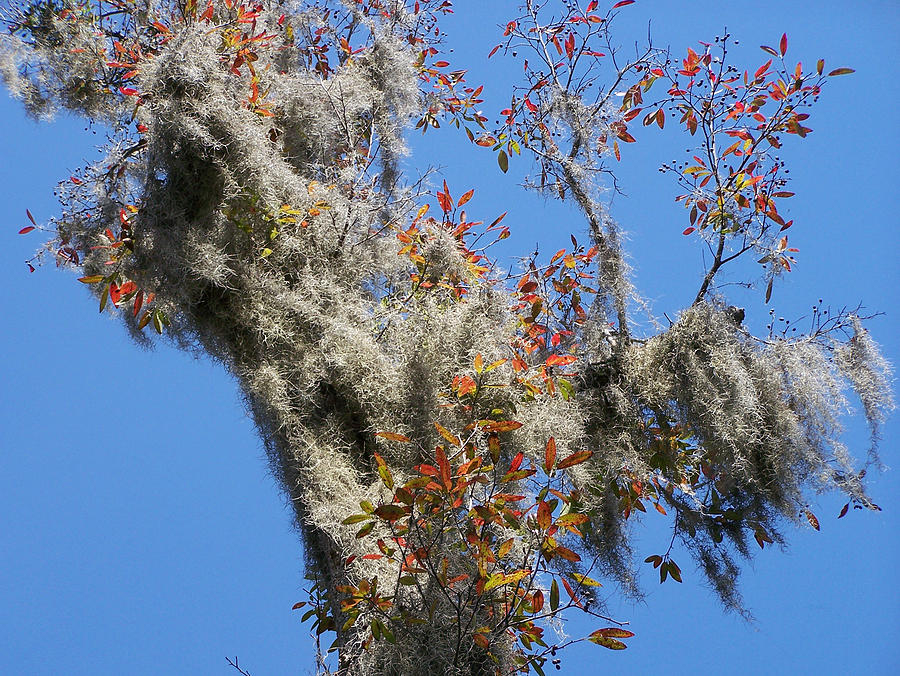 black-gum-and-spanish-moss-photograph-by-roy-erickson-fine-art-america