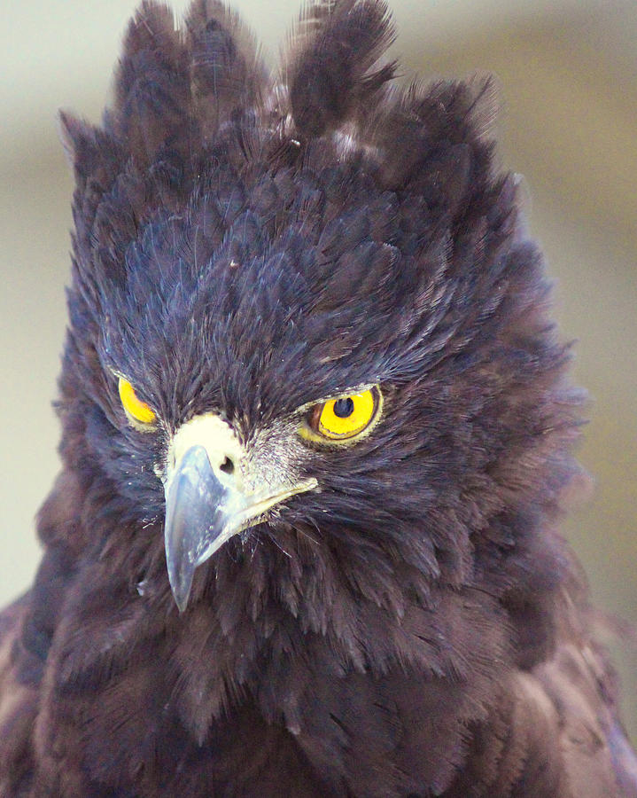 Black Hawk Eagle No. 3 Photograph by Robin Matterfis